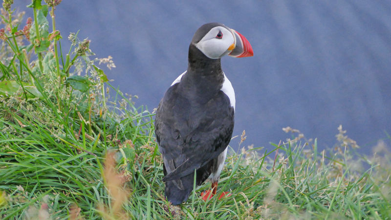 Circuit en Islande, observation des macareux moine
