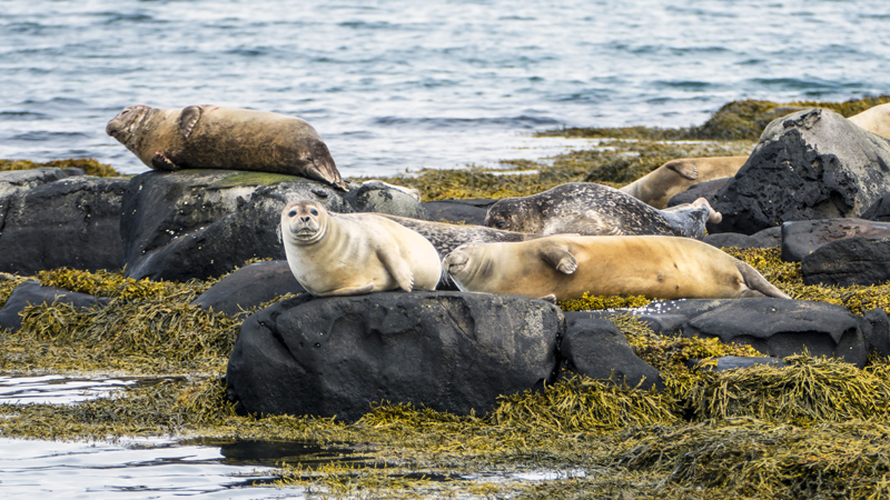 observation des phoques pendant un circuit en Islande